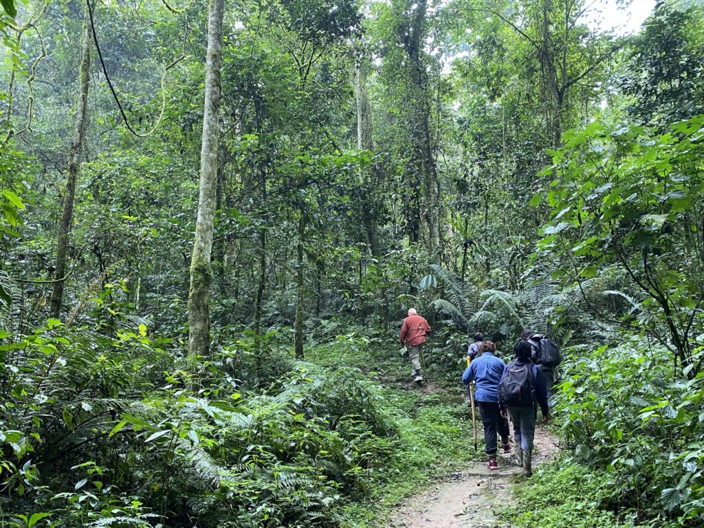 ウガンダを旅する 世界遺産 ブウィンディ原生国立公園 ゴリラトラッキングツアー コジマ先生アフリカへ行く