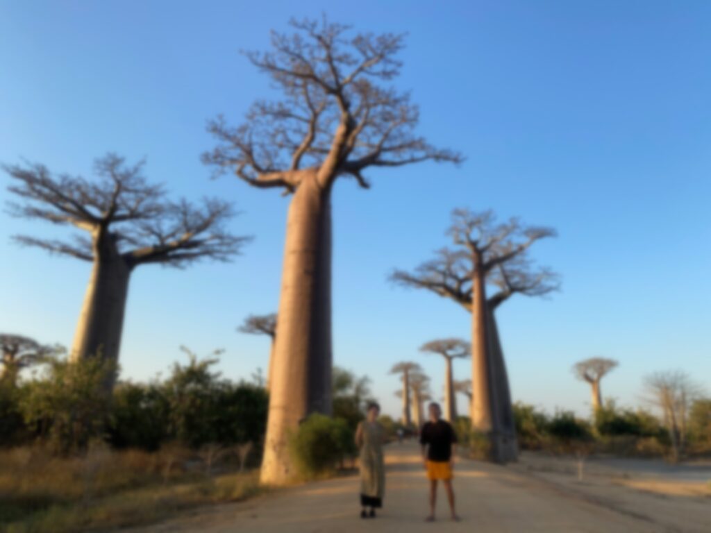 マダガスカルを旅する バオバブの木を見に行こう Part3 絶景のバオバブ街道観光 コジマ先生アフリカへ行く