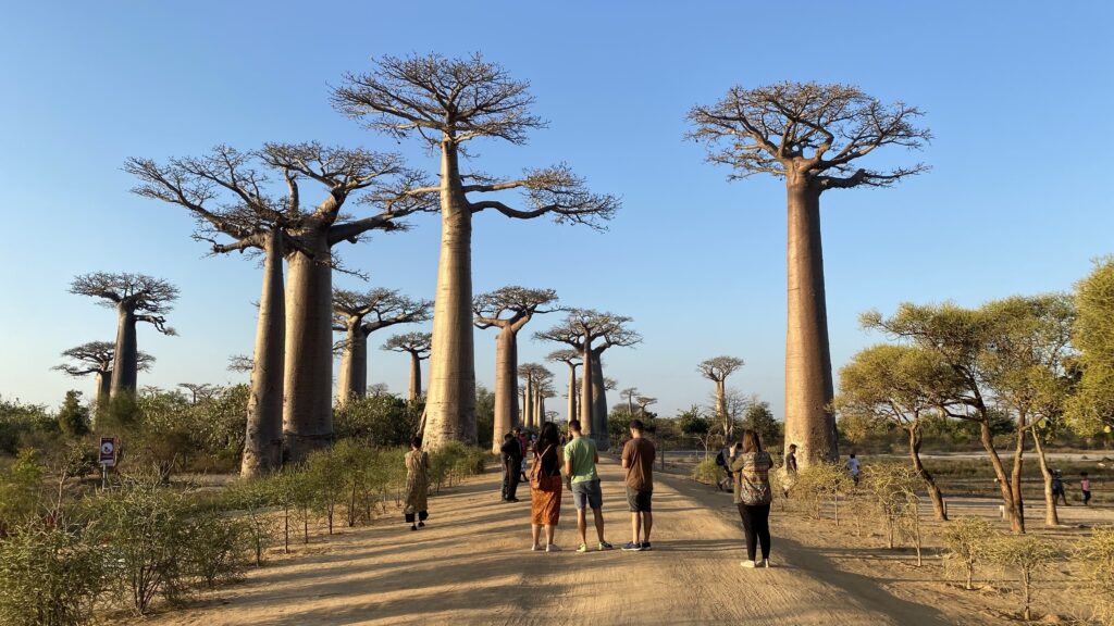 マダガスカルを旅する バオバブの木を見に行こう Part3 絶景のバオバブ街道観光 コジマ先生アフリカへ行く