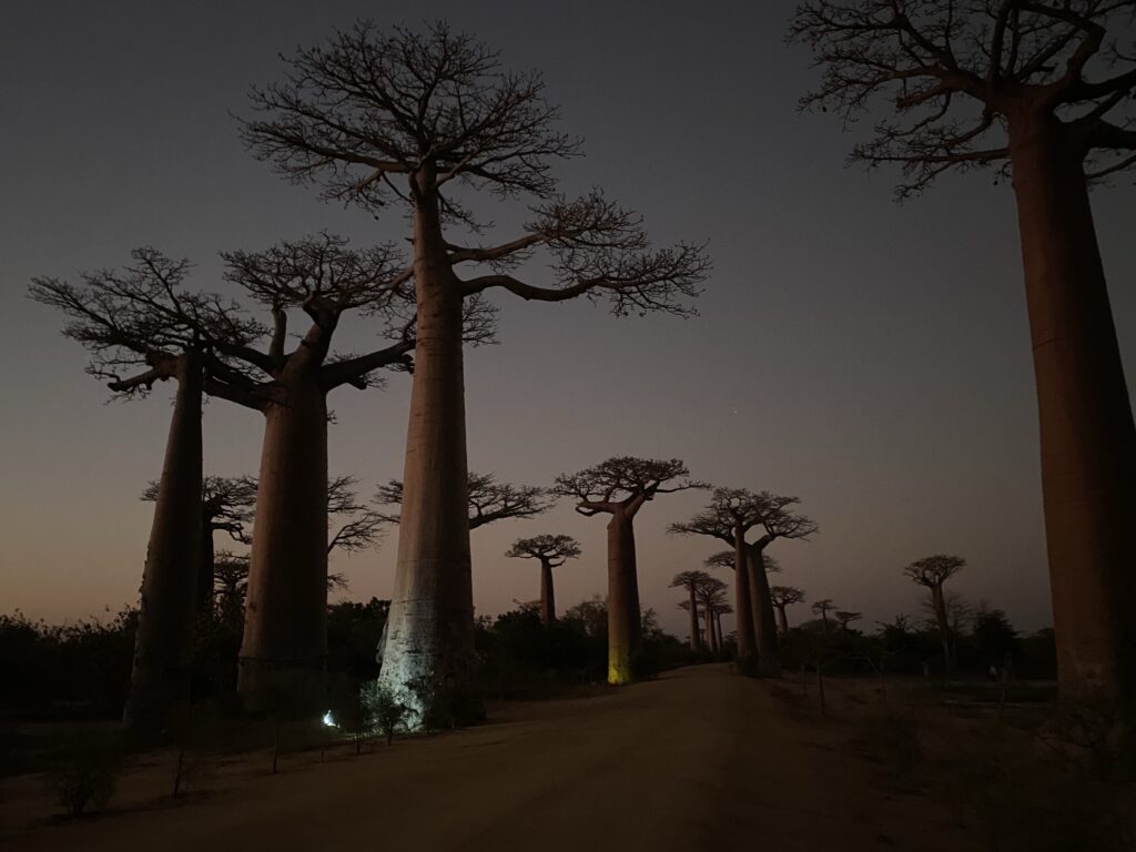 マダガスカルを旅する バオバブの木を見に行こう Part3 絶景のバオバブ街道観光 コジマ先生アフリカへ行く